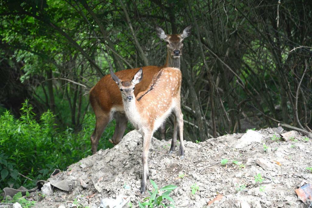 Jeleni Farma Jecmeniste Hotel Vrbovec Buitenkant foto